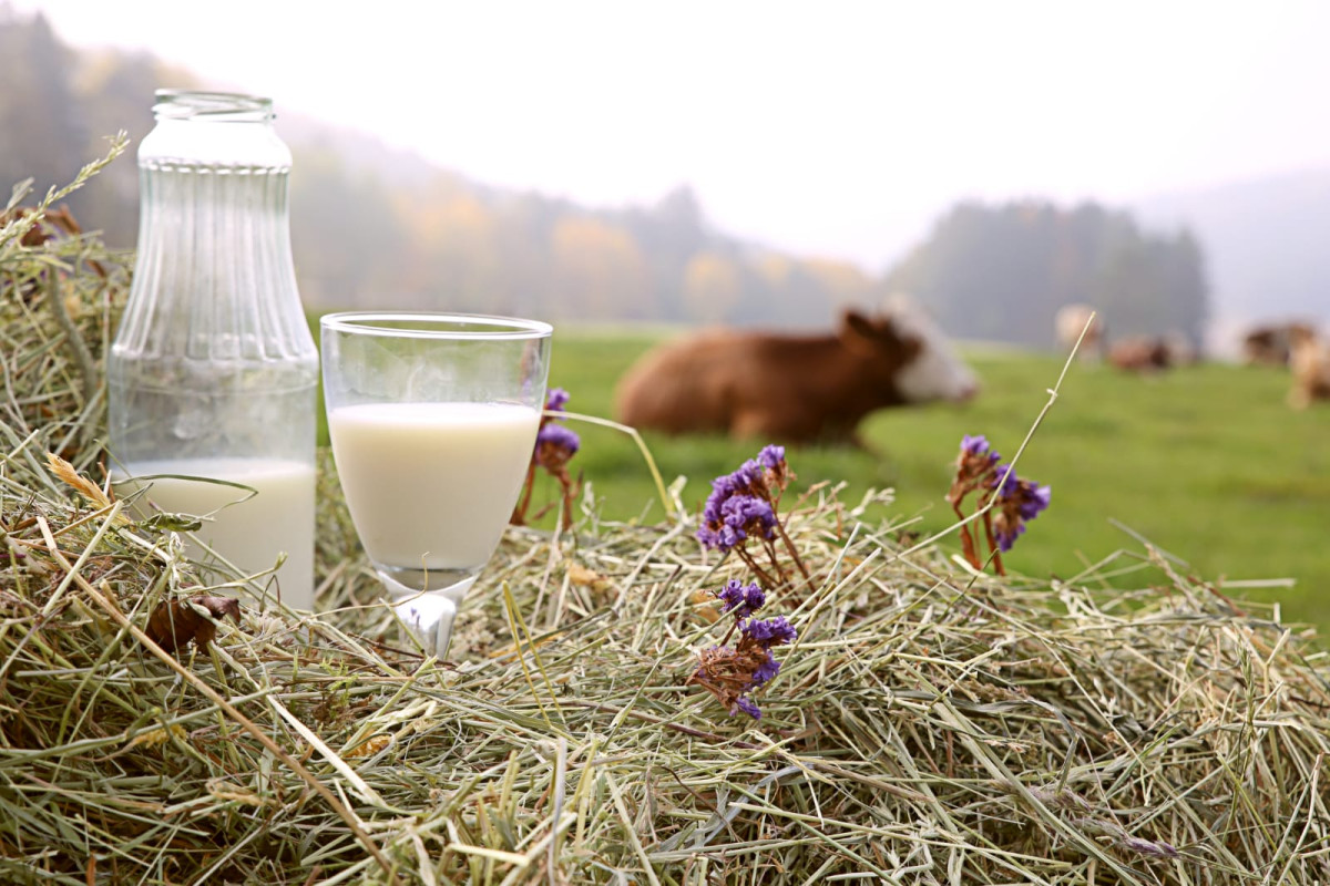 Bio-Heumilch im Glas, im Hintergrund ist eine Weide mit Kühen zu sehen.