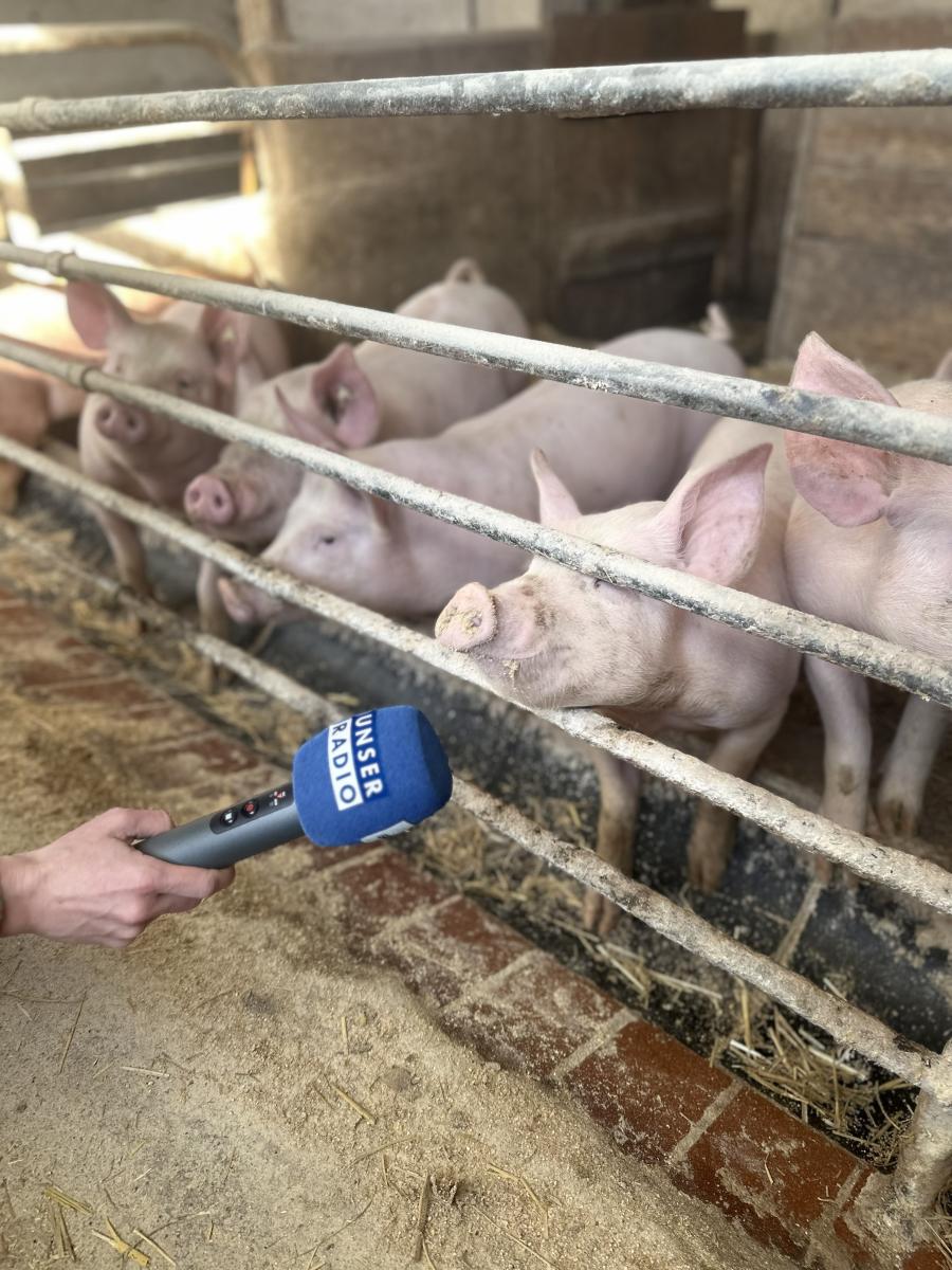 Bio-Schweine beim Interview