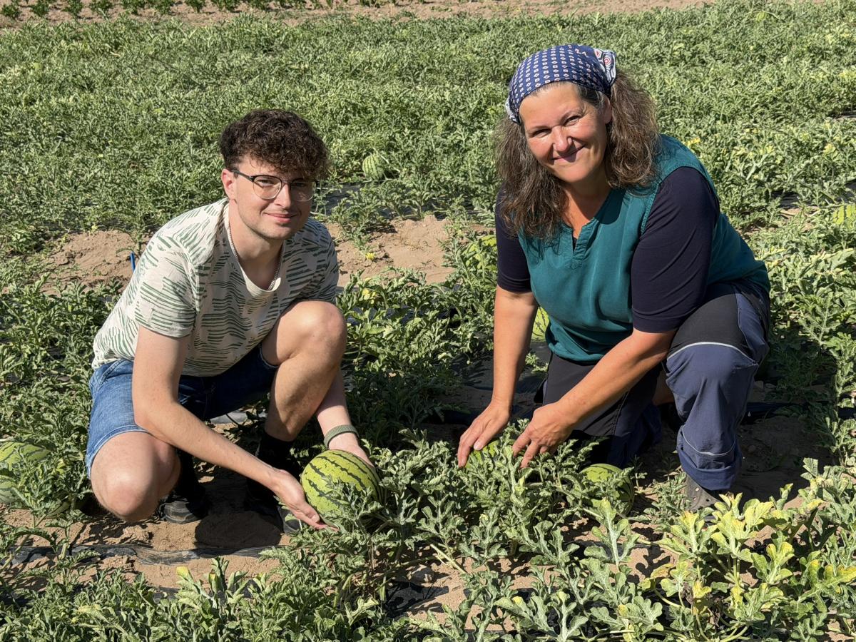zwei Personen knien in einem Melonenfeld und halten eine grün gestreifte Wassermelonen in der Hand