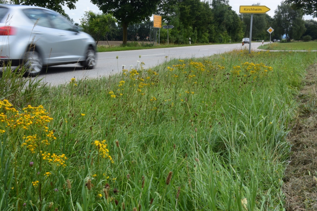 Entlang der B20 von Tittmoning Richtung Kirchheim hat sich das gelb blühende Jakobskreuzkraut ausgebreitet.