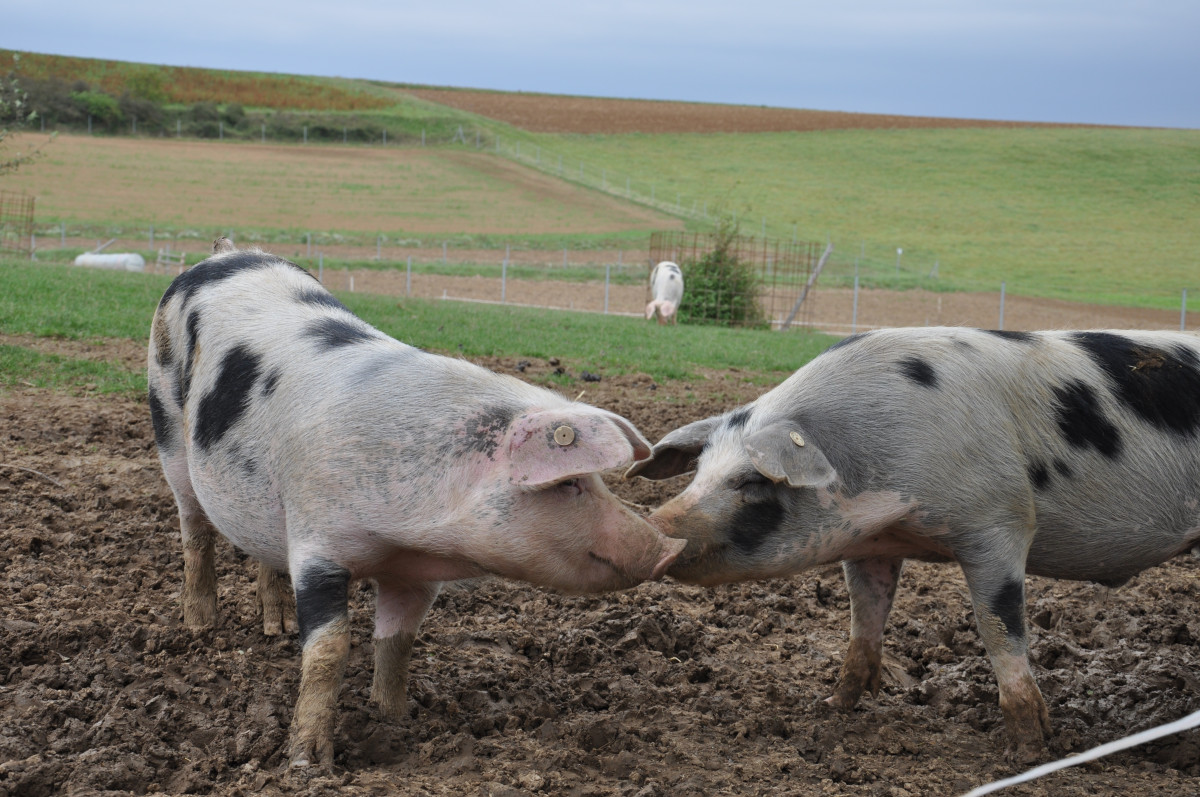 Die Schweine der Rasse Bunte Bentheimer fühlen sich rundum durch die artgerechte Haltung auf der Weide