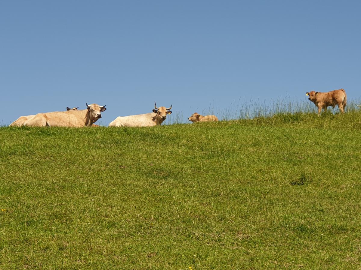 Hellbraune Rinder auf einer Wiese, rechts steht ein Kalb.