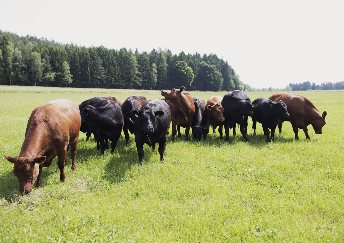 Rinder auf der grünen Wiese