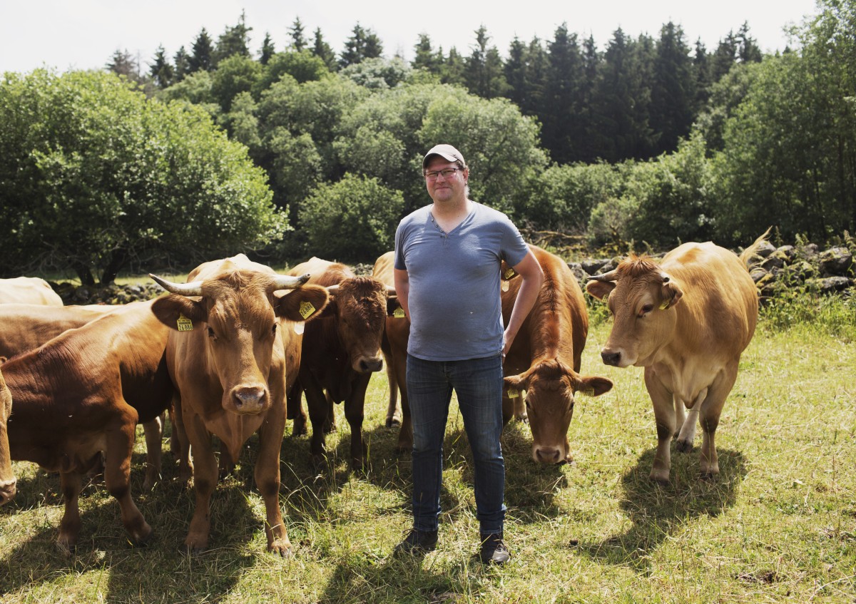 Mutterkuhherde mit Landwirt