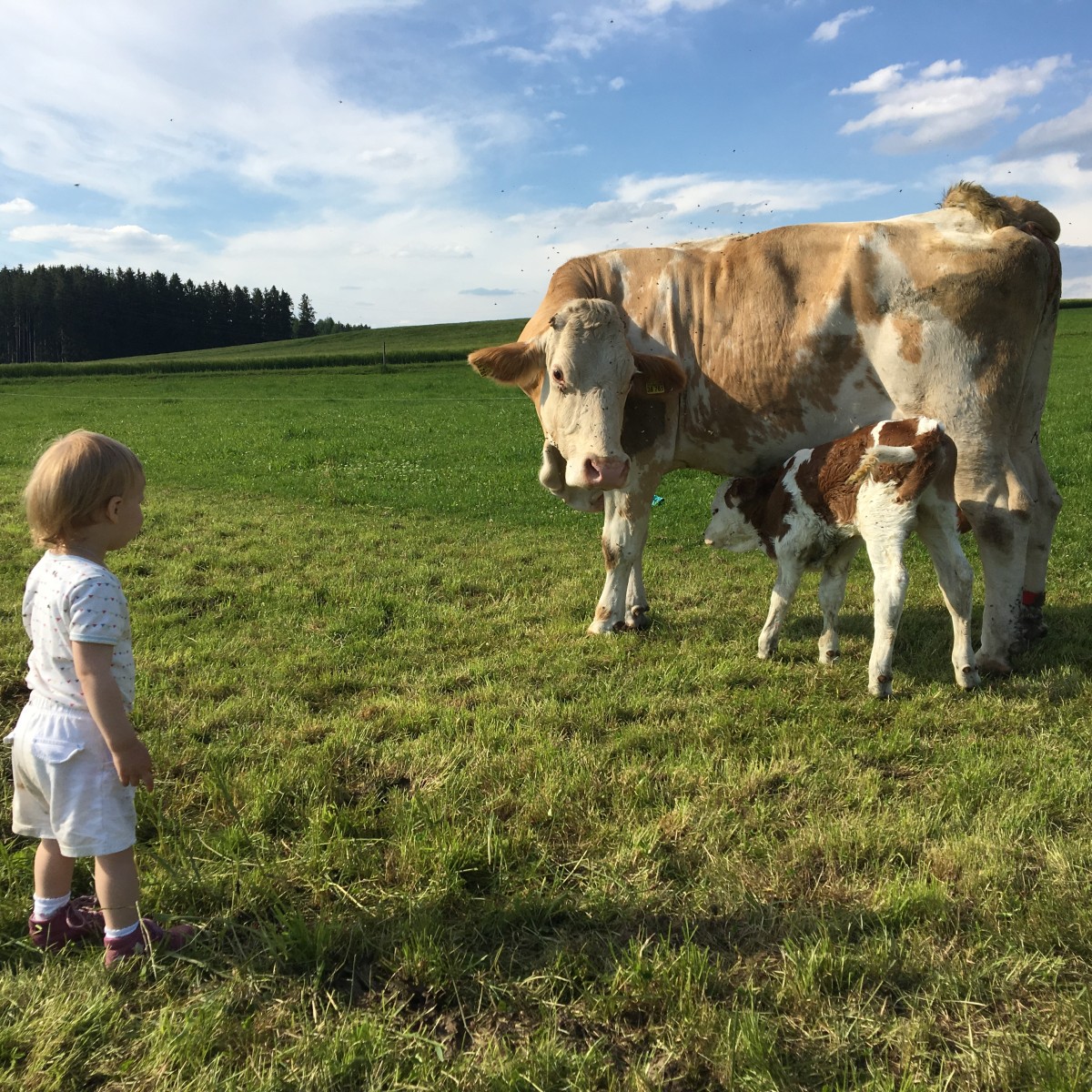 -	Eine der 30 Milchkühe mit ihrem eigenen Nachwuchs und dem der Familie Starzer.