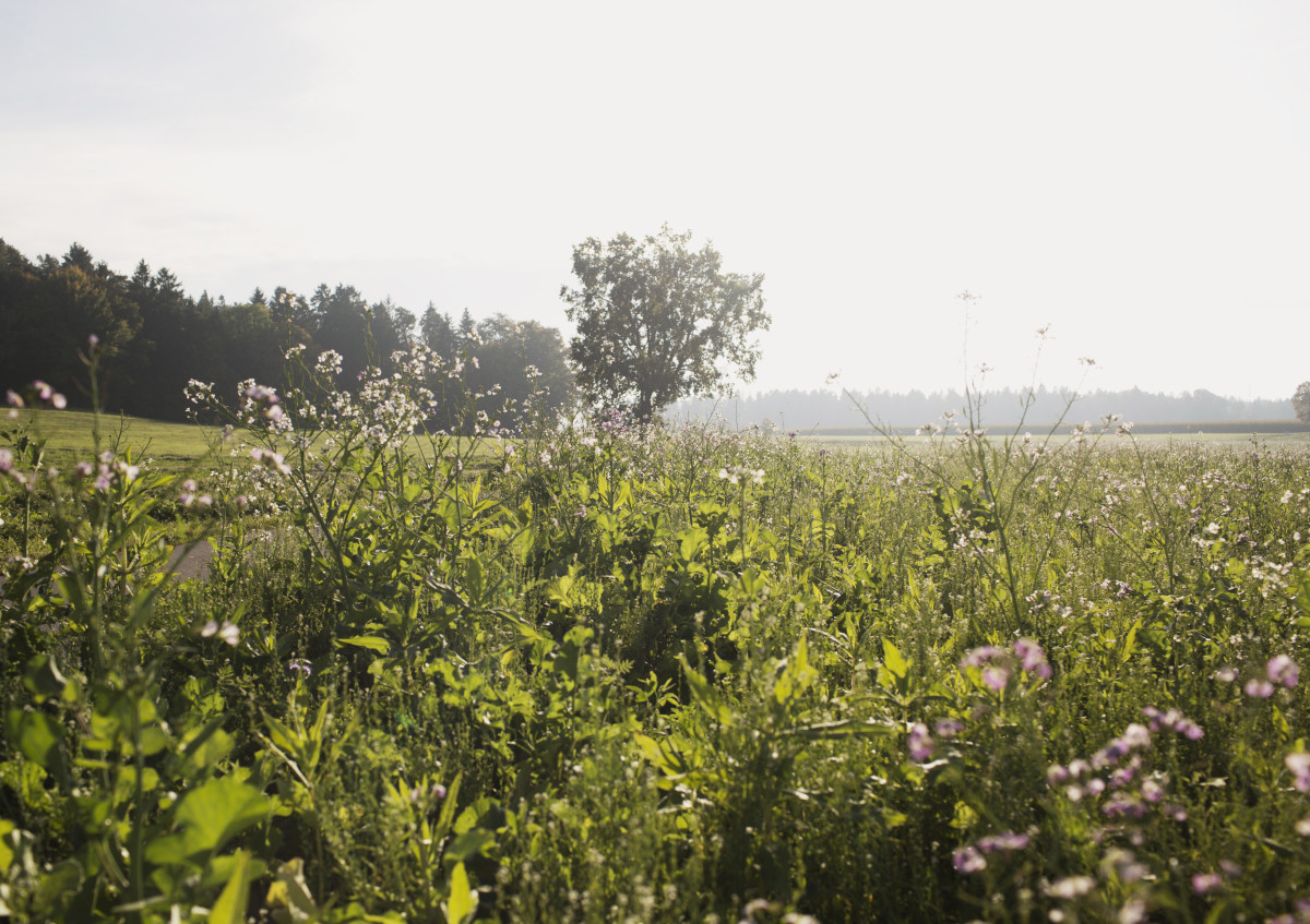 Landschaft Landkreis Altötting