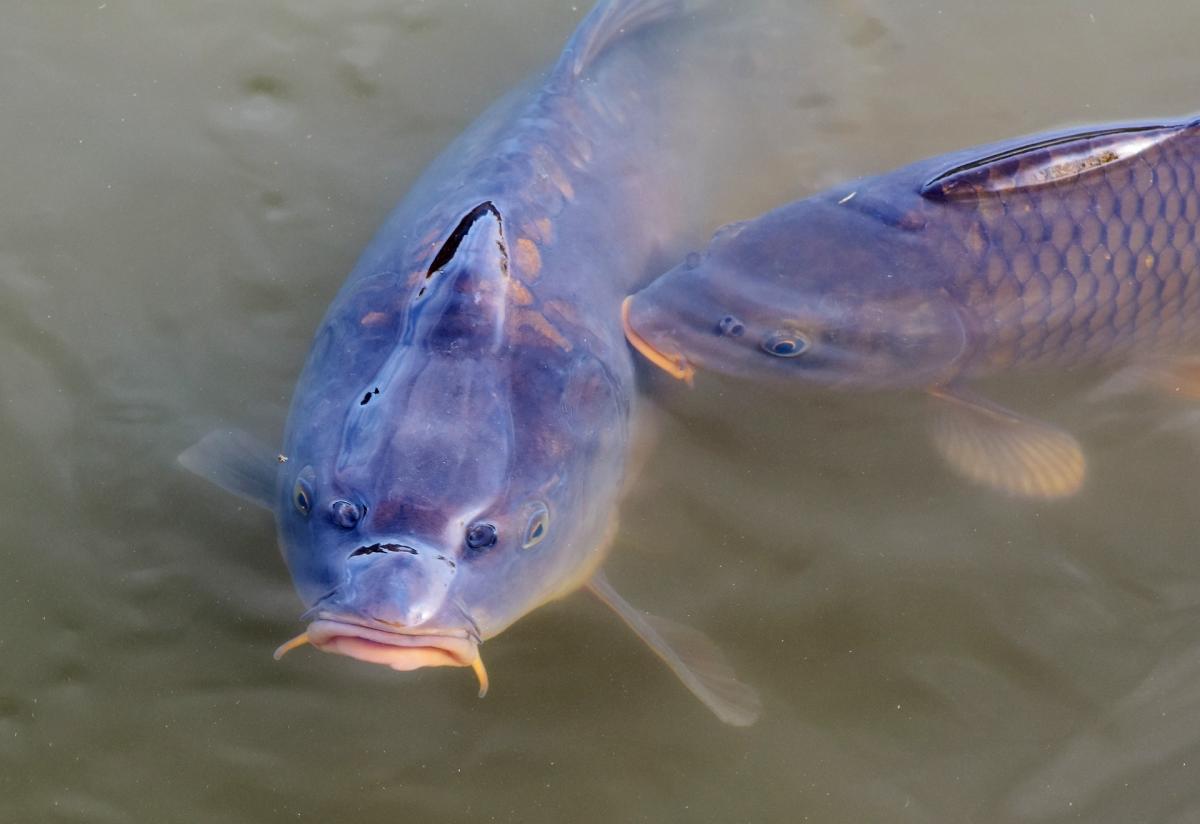 2 Karpfen (Fische) schwimmen im Teich an der Wasseroberfläche