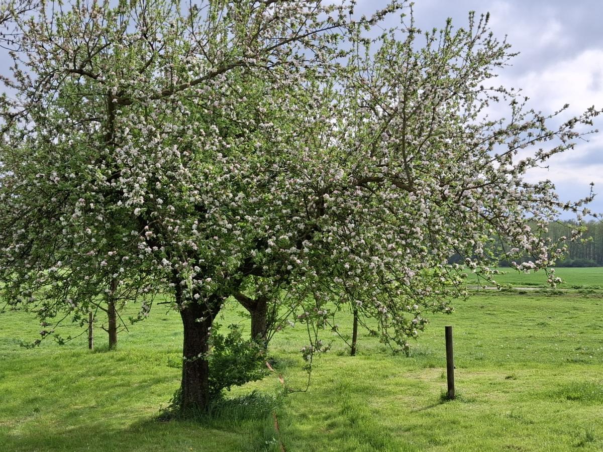 Zwei hintereinanderliegende Apfelbäume auf der grünen Wiese bei Sonnenschein.