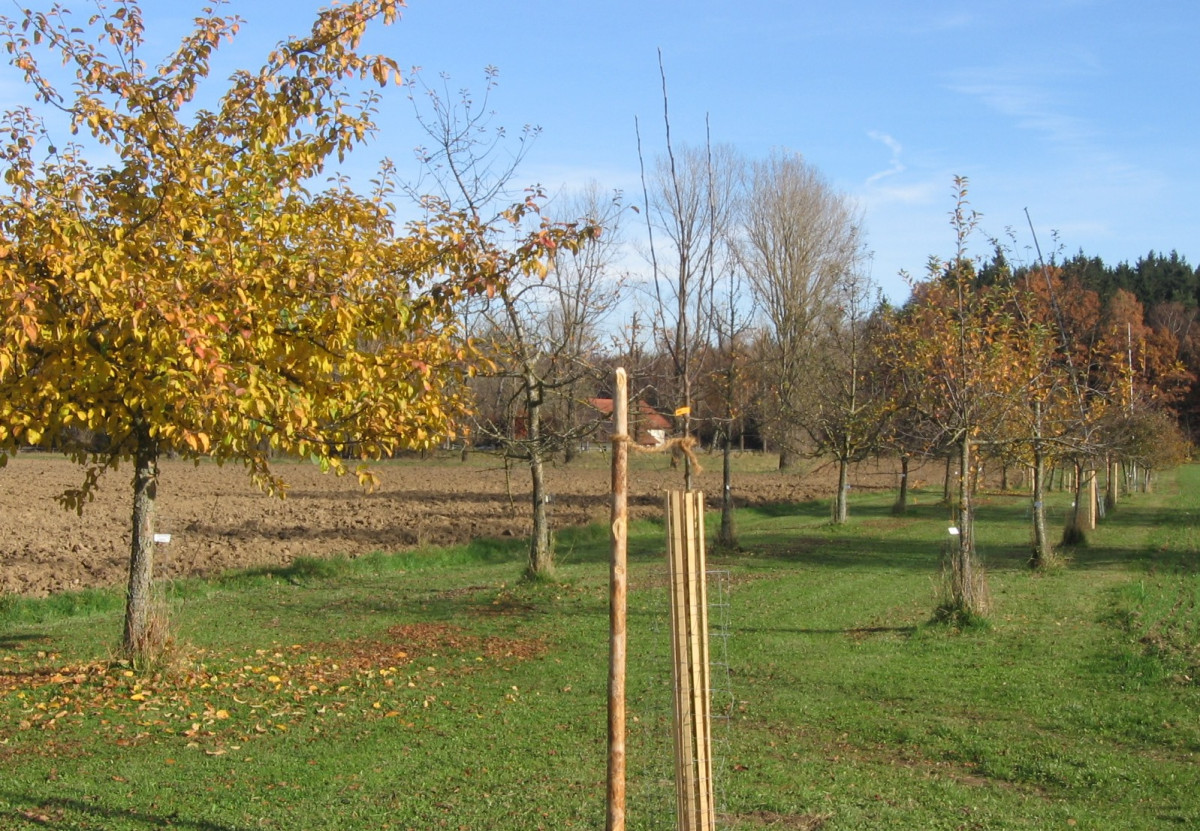 Biozertifizierte Streuobstwiese in Schönhofen (Tengling)