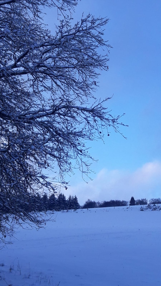 auf dem Bild sieht man eine verschneite Winterlandschaft. Im Vordergrund ist ein großer Baum zu sehen.