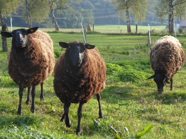 Drei Schafe stehen auf der Wiese.