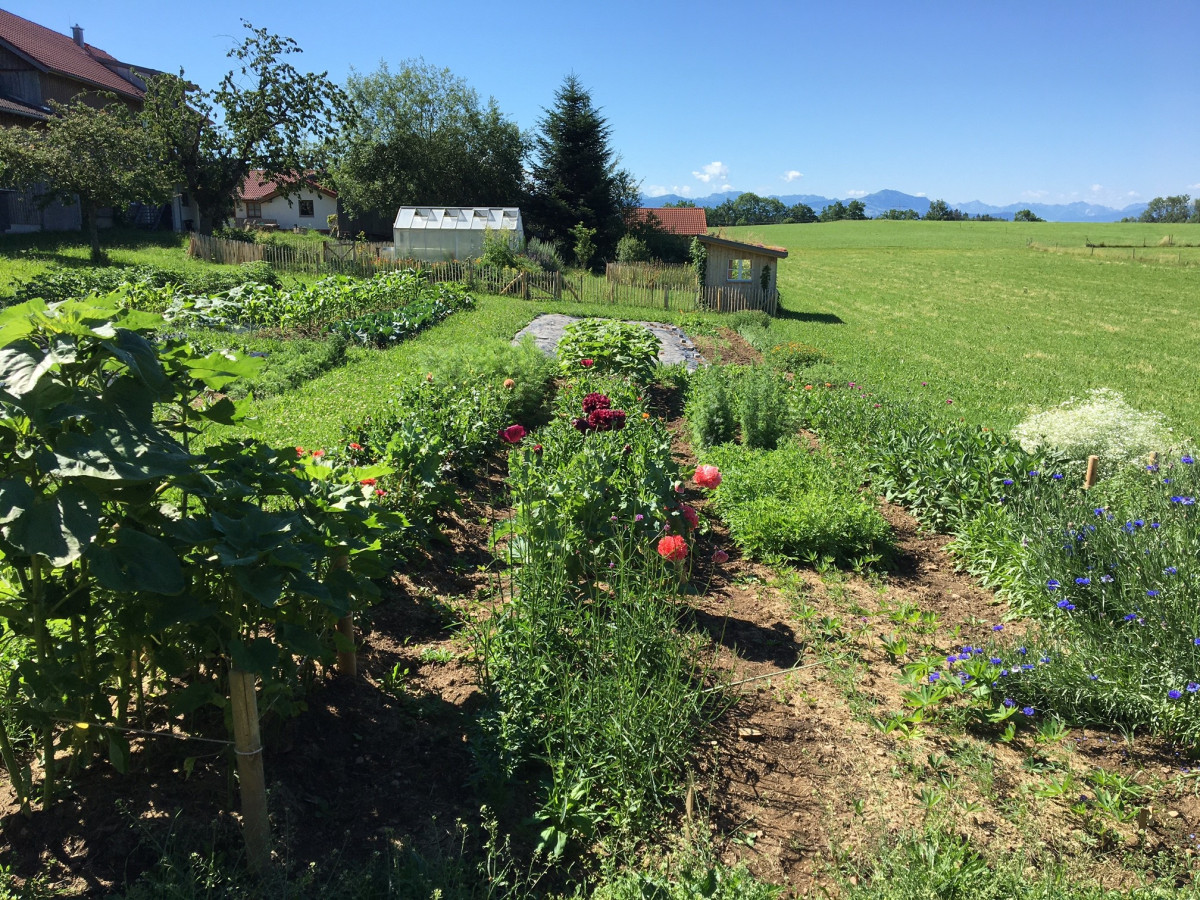 Bio-Schnittblumen