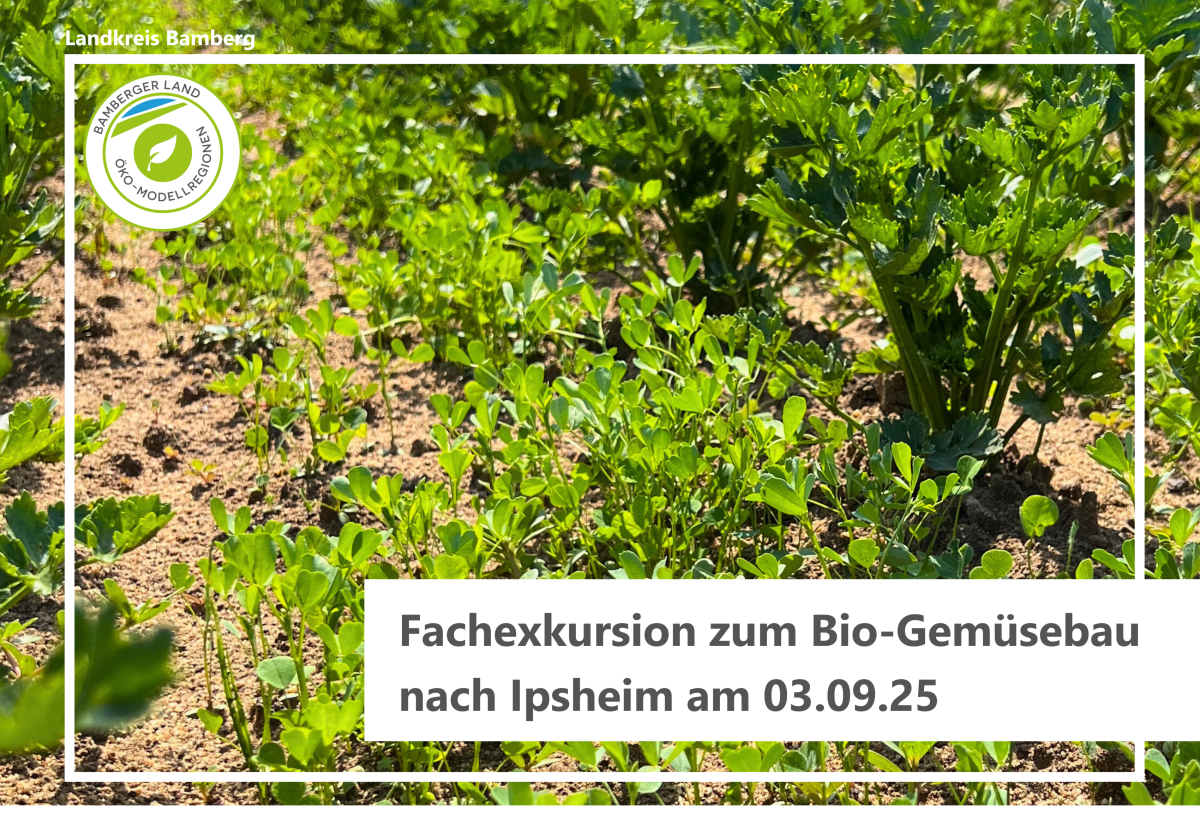 Selleriefeld mit Kleeuntersaat