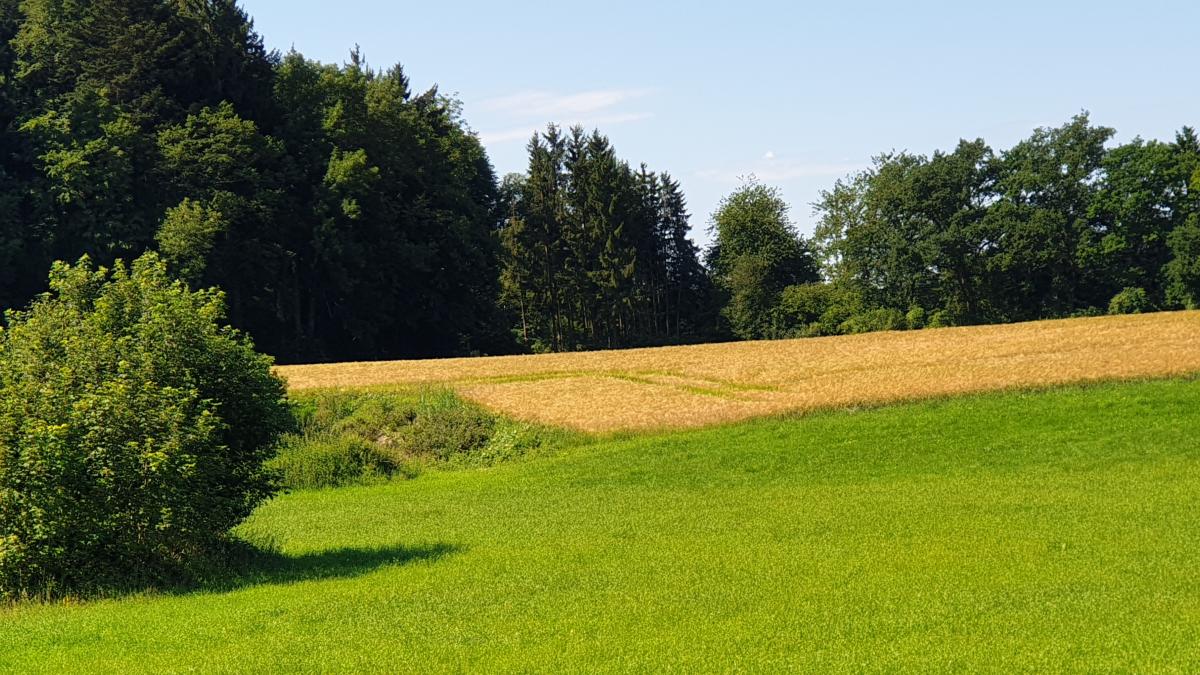 Erntereifes goldgelbes Getreidefeld, saftige Wiese und Wälder