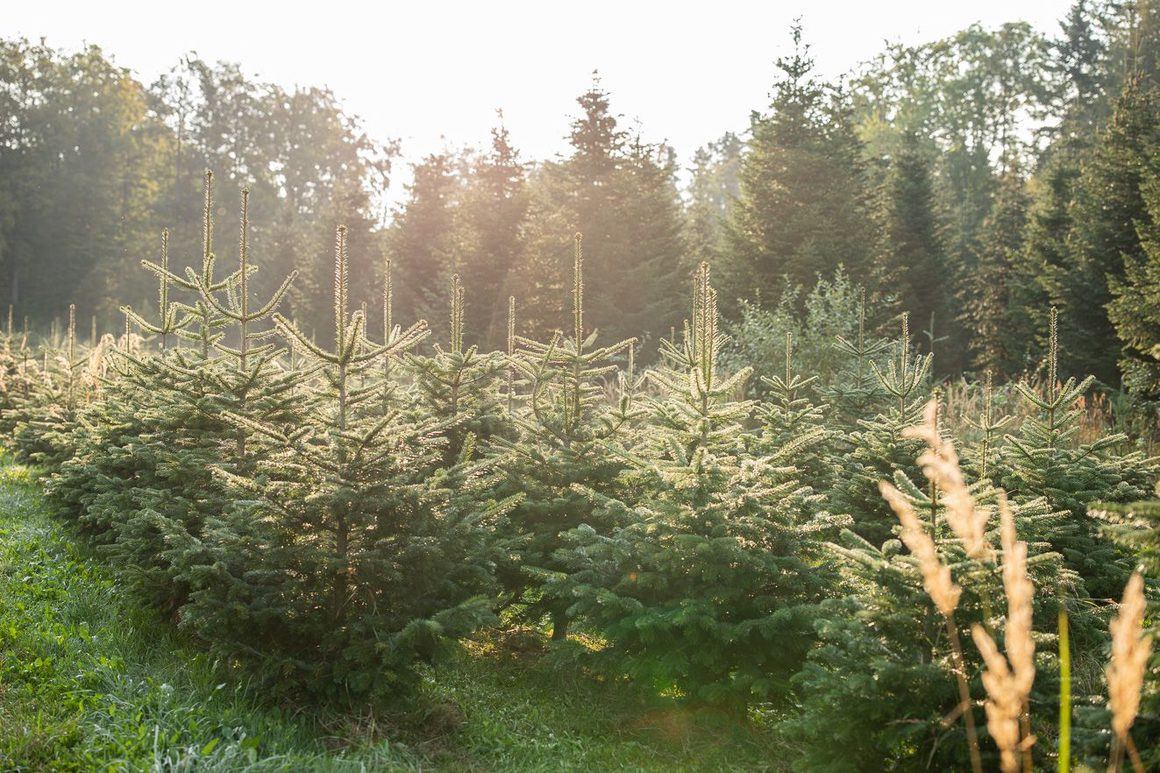 Bio-Weihnachtsbäume auf Gut Mergenthau