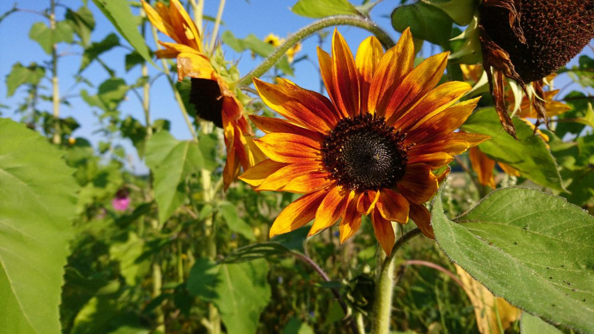 rotgelbe Sonnenblume im Feld