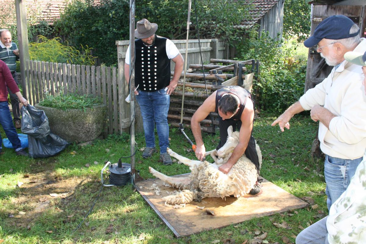 Im Handumdrehen wurde das Schaf von seiner warmen Wolle befreit
