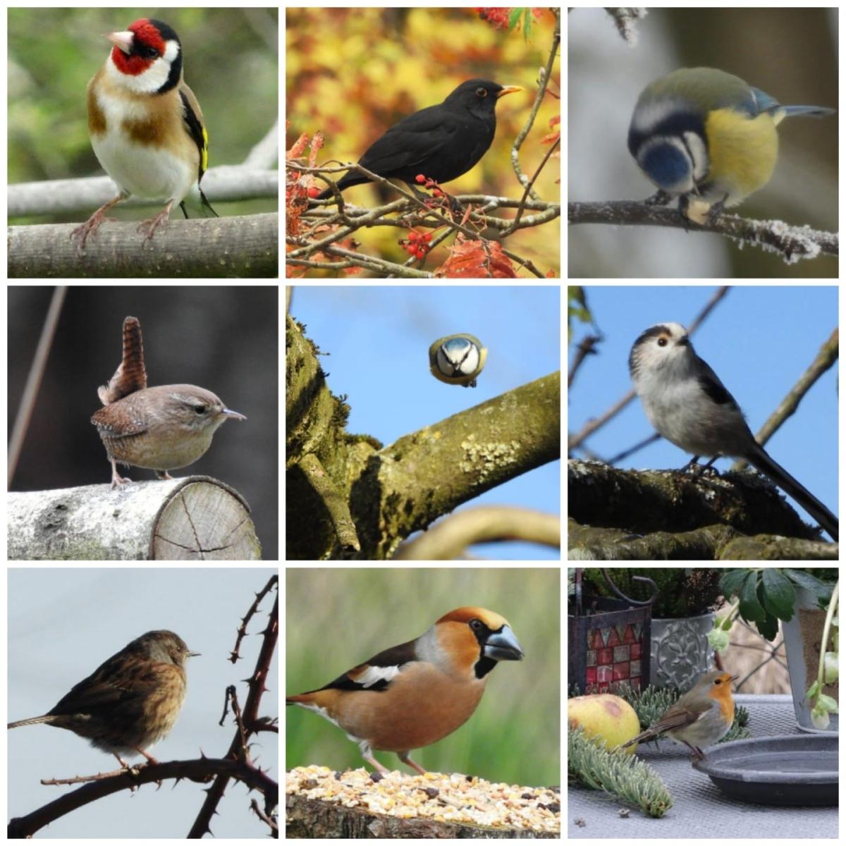 Verschiedene Vogelarten