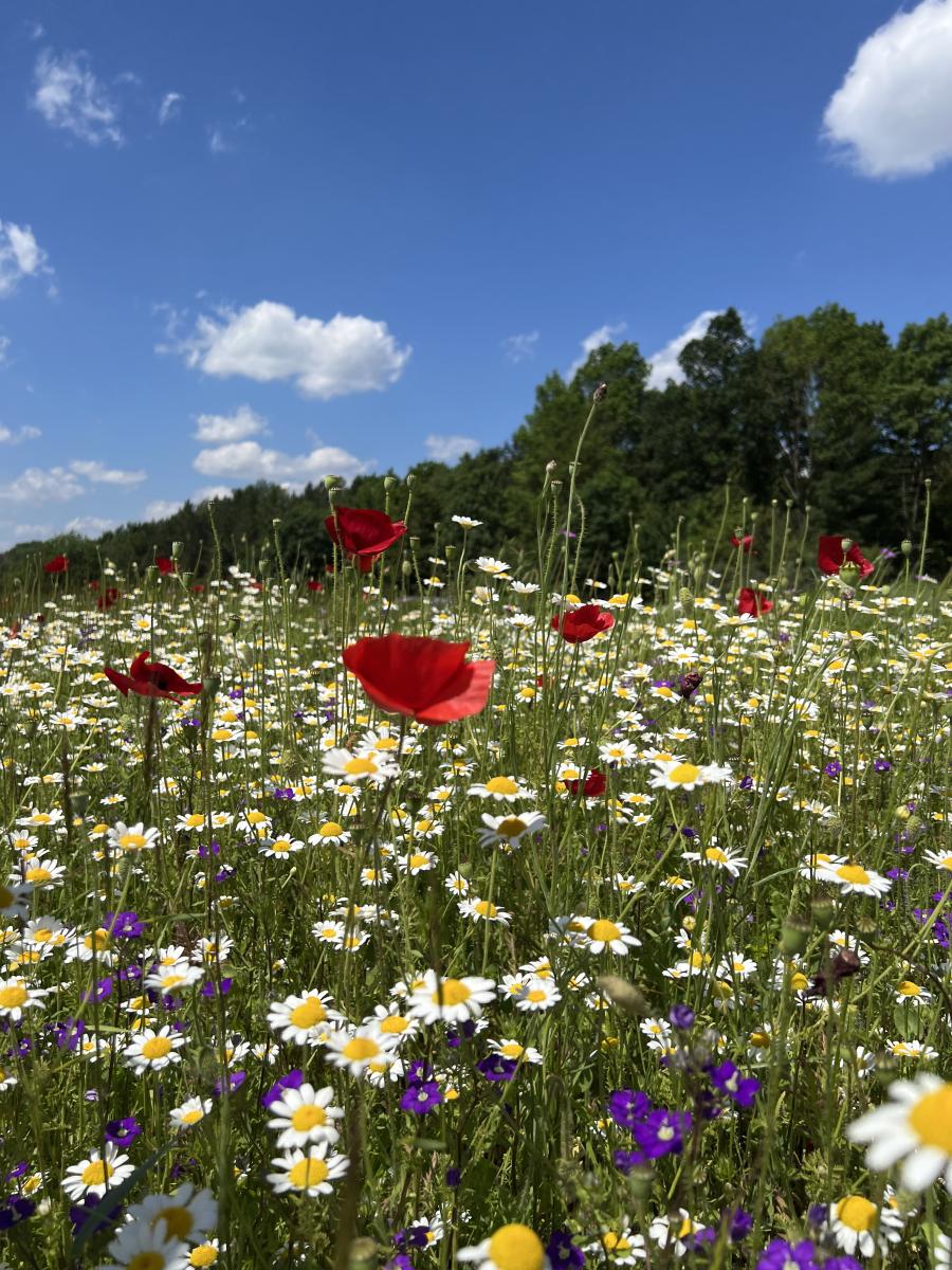 heimische Blühpflazen am Feldrand