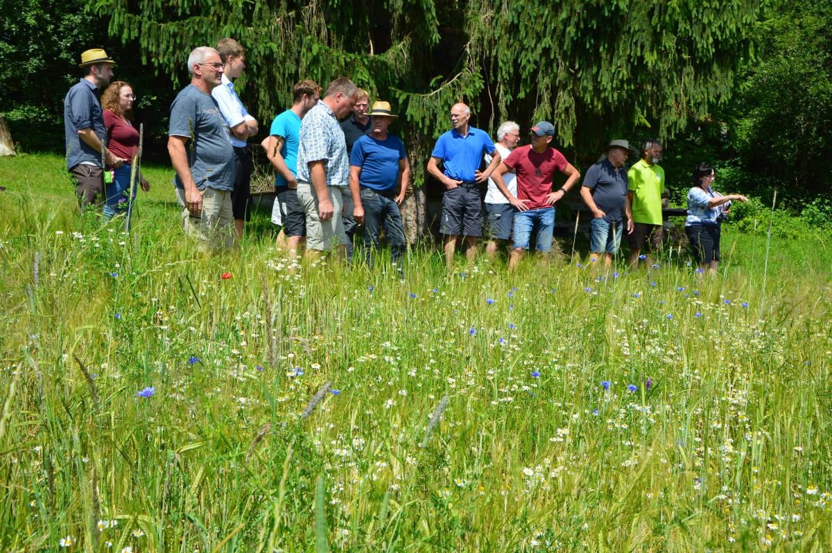 Felderbegehung in der Ökomodellregion: die Gruppe steht vor einer blühenden Wiese.