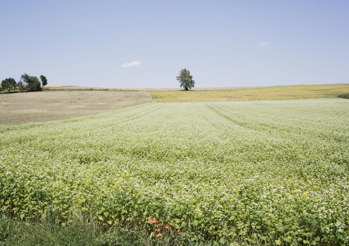 Blühendes Feld