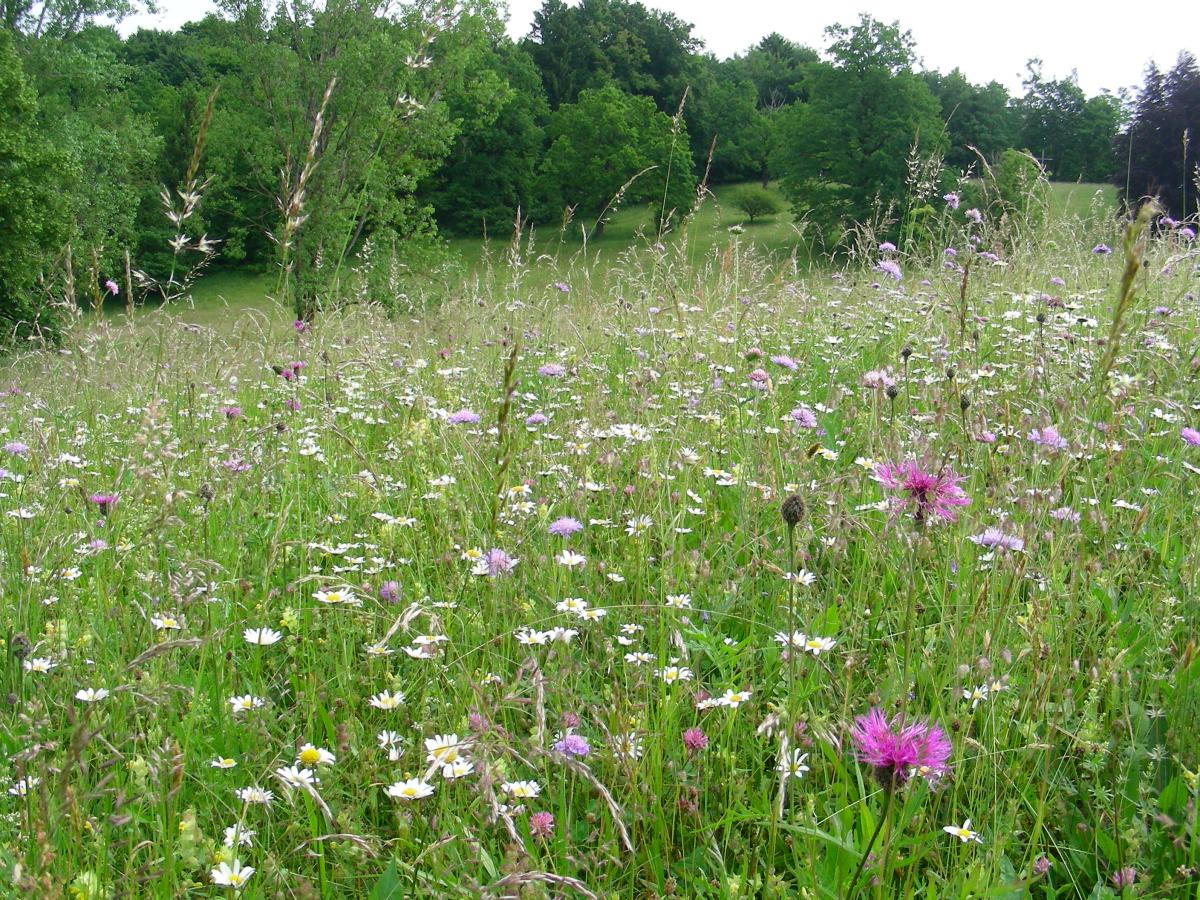 Blumenwiese mit weißen und lila Blümchen und Bäumen im Hintergund