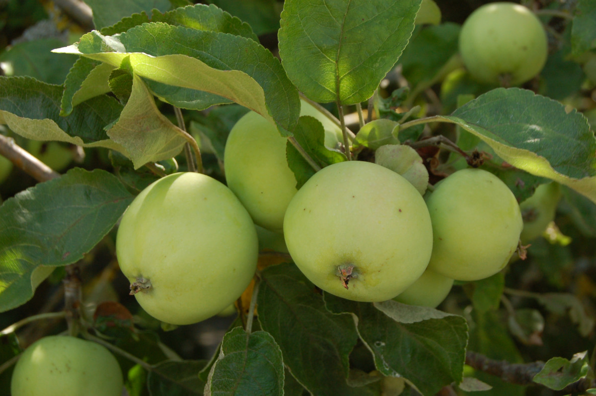 Den „Weißen Klarapfel“ oder Kornapfel kennen noch viele Gärtner und Bäuerinnen. Er wird reif, wenn bei uns das Korn reif ist: Ende Juli bis Anfang August. So einen Baum findet man in vielen Hausgärten.