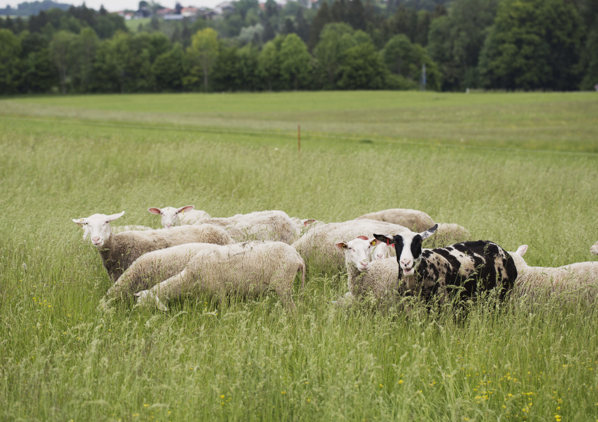 Schafe der Familie Rupp