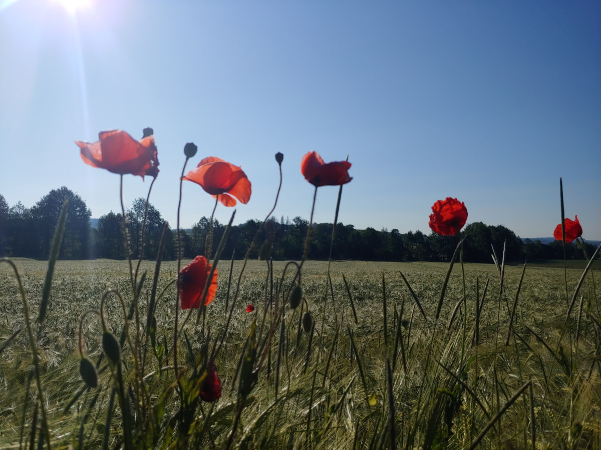 Feldrand mit blühenden Mohnblumen