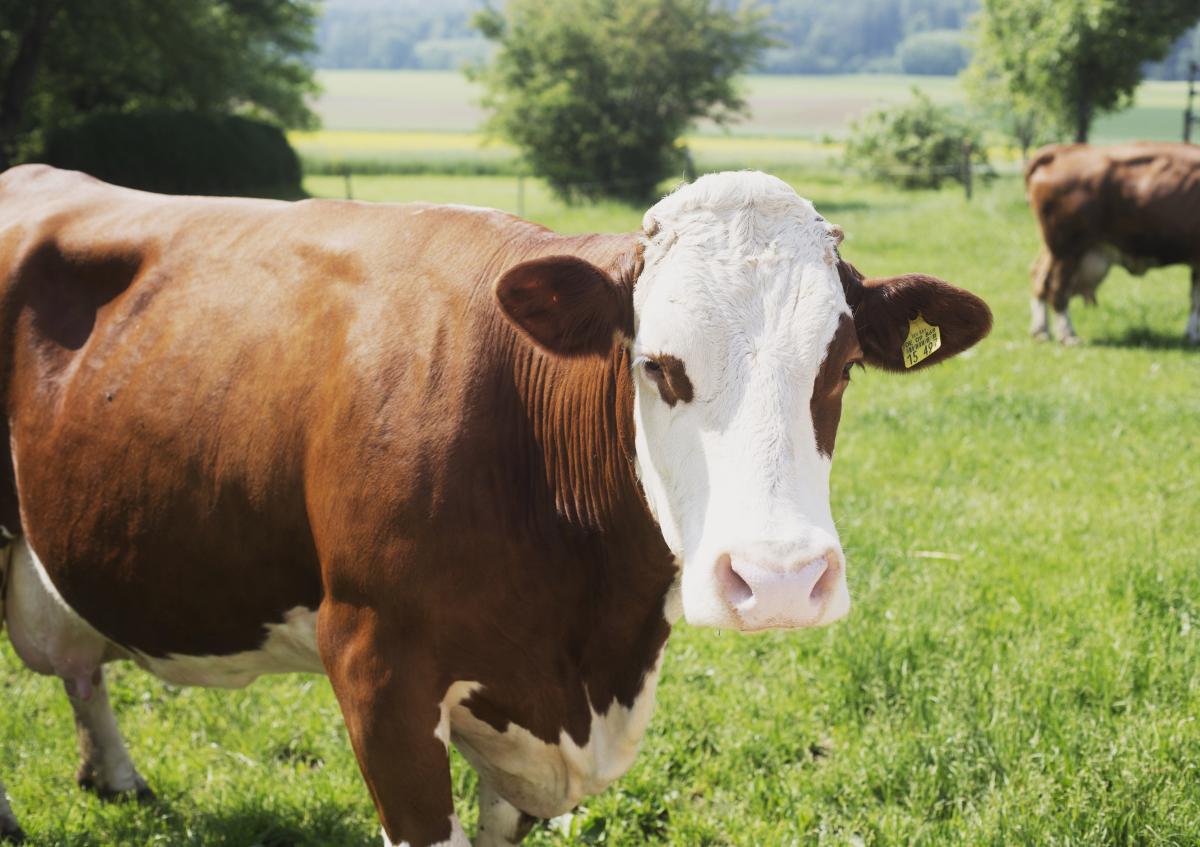Kuh auf der Weide