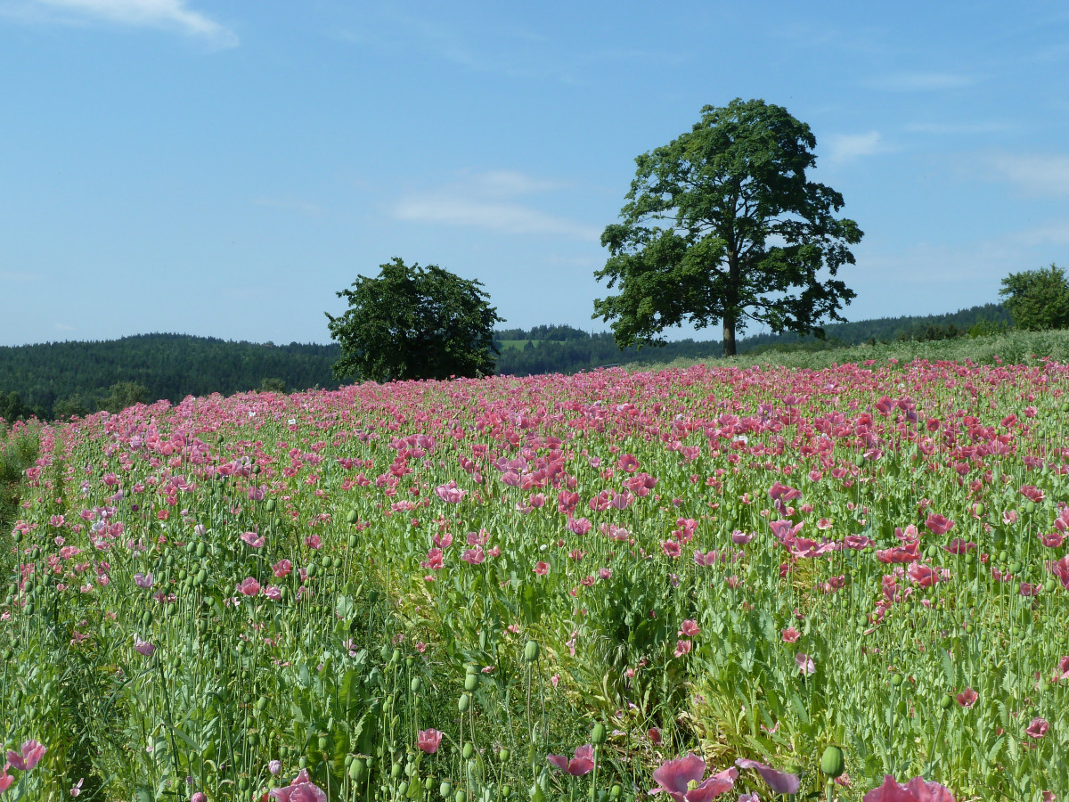 Mohnanbau in der Öko-Modellregion Steinwald Allianz