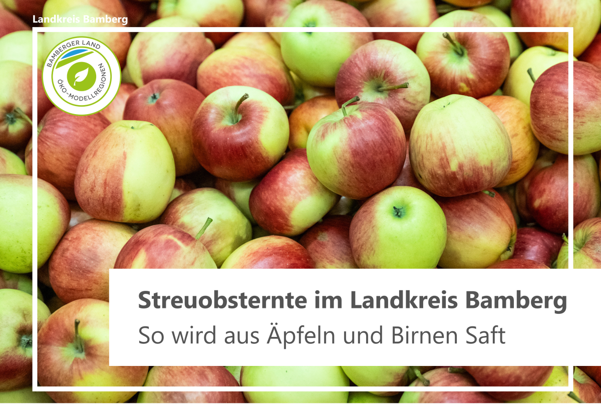 rot-grüne Äpfel liegen geerntet in einer großen Lagerkiste