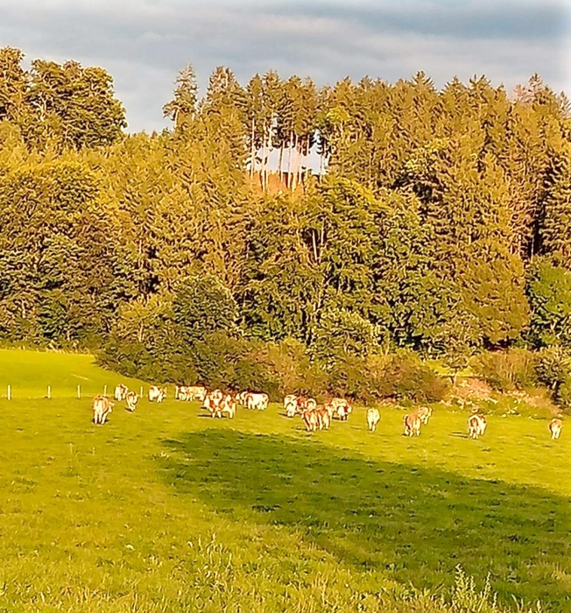 Im viehhaltenden Gemischtbetrieb mit Grünland und Ackerland sind die Nährstoffkreisläufe durch den reichlich vorhandenen organischen Dünger leichter zu schließen als im Bio-Ackerbaubetrieb, der laut Bio-Verordnung keine leicht löslichen Mineraldünger zukauft. Hier die Kühe von Biobraugerstensprecher Hans Empl auf der Weide.