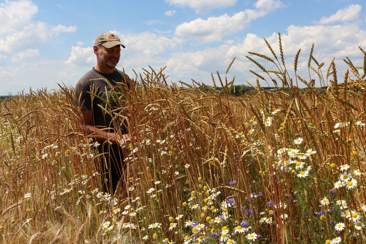 Bio-Landwirt Michael Königsberger aus Westerheim Ist einer der Bauern, die die alte Dinkelsorte Babenhauser Zuchtveesen" zunächst in kleinen Versuchsmengen anbauen.