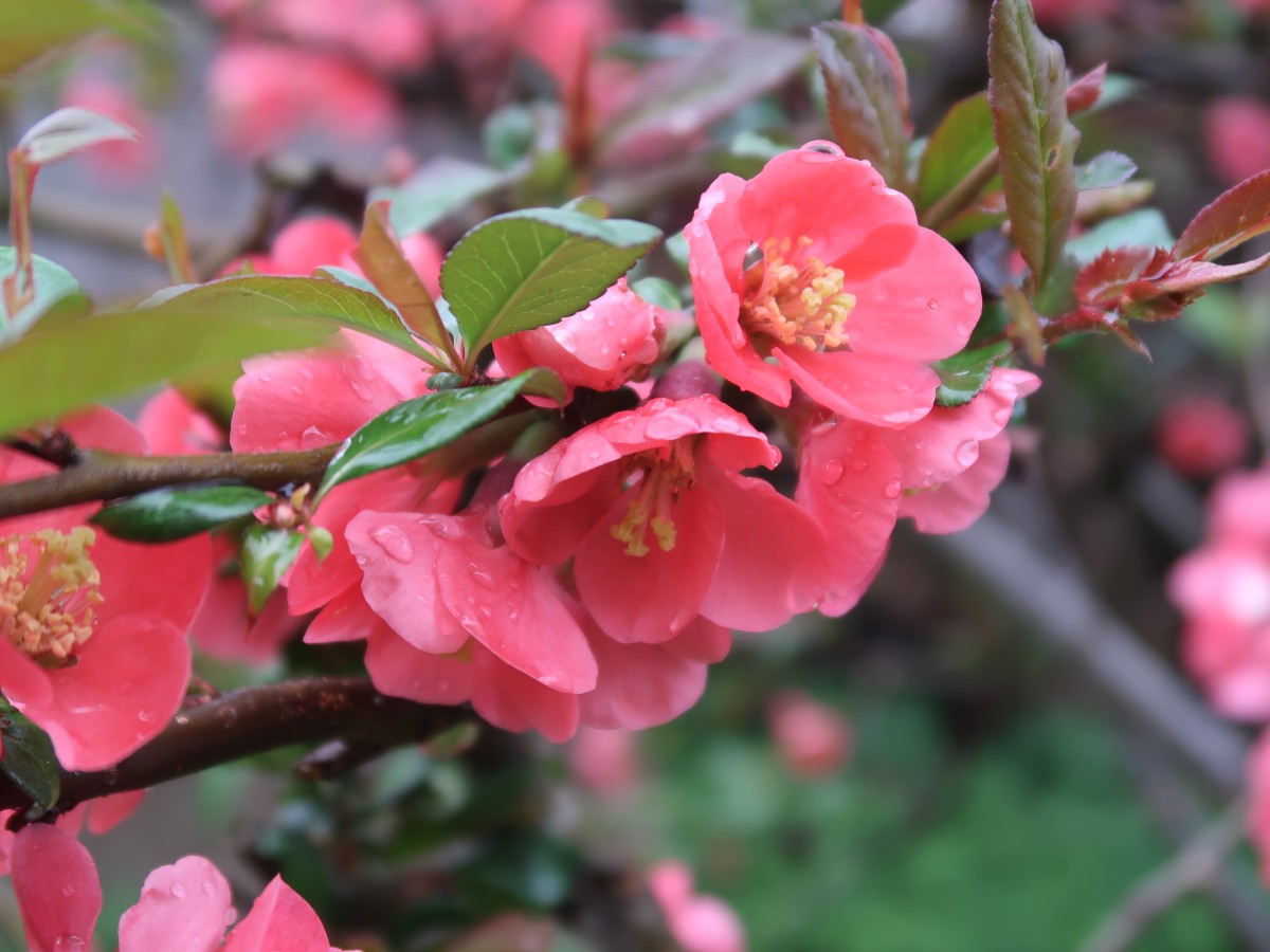 rote Blüten einer Zierquitte