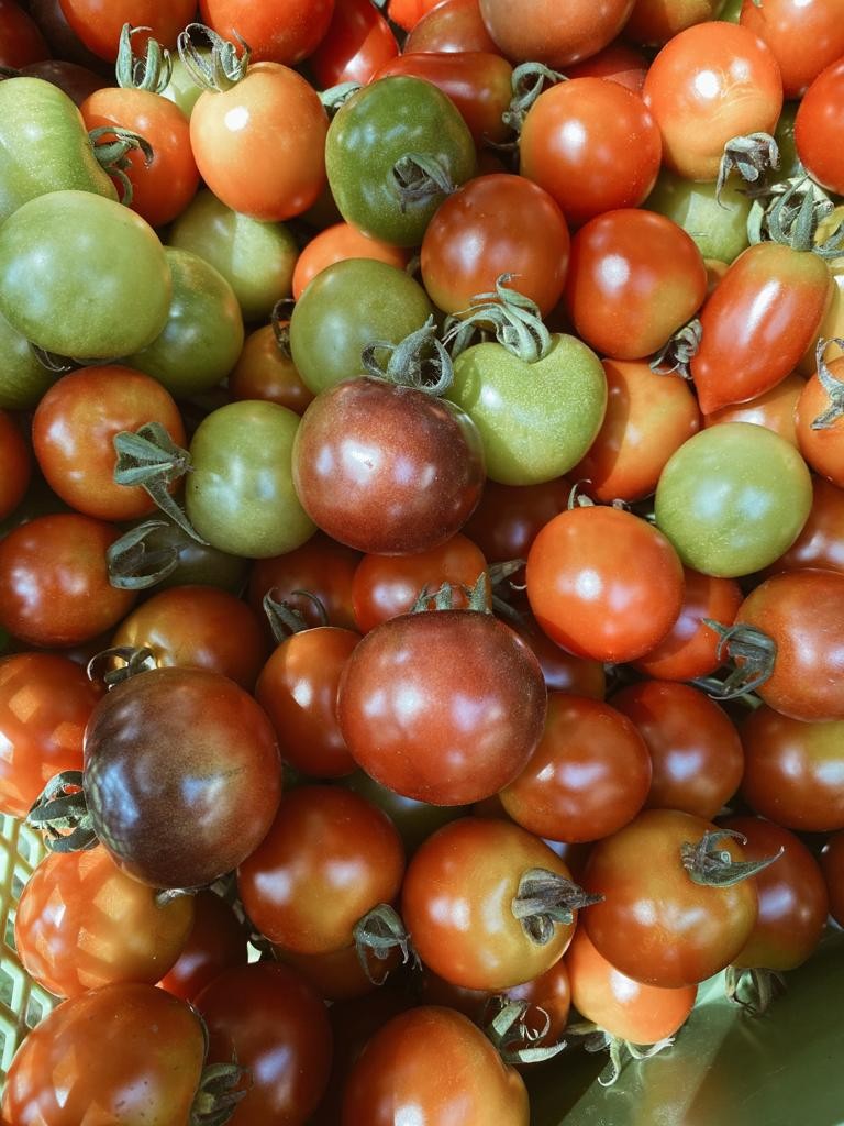 bunte Tomaten