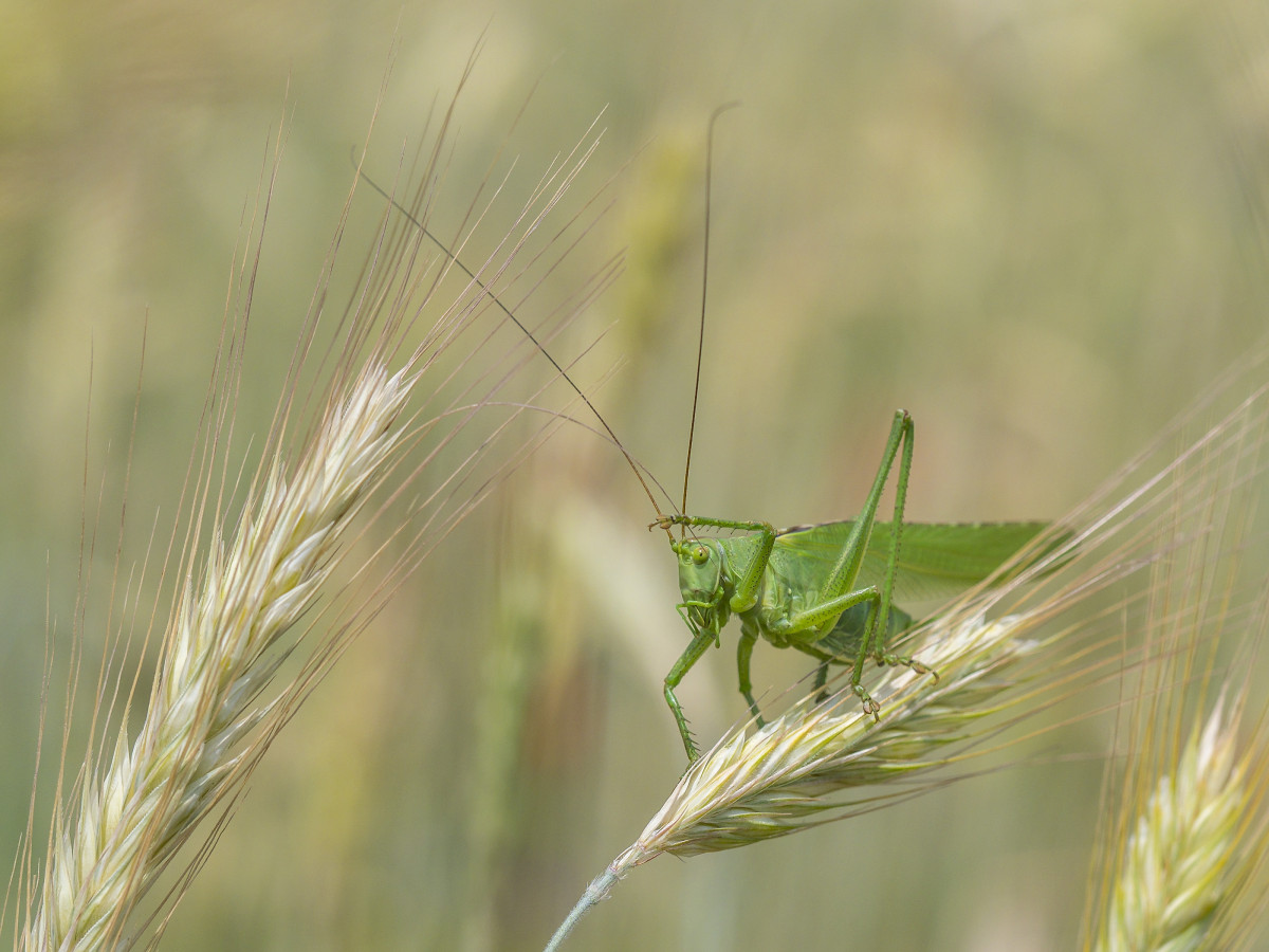 Heupferd auf Getreidehalm