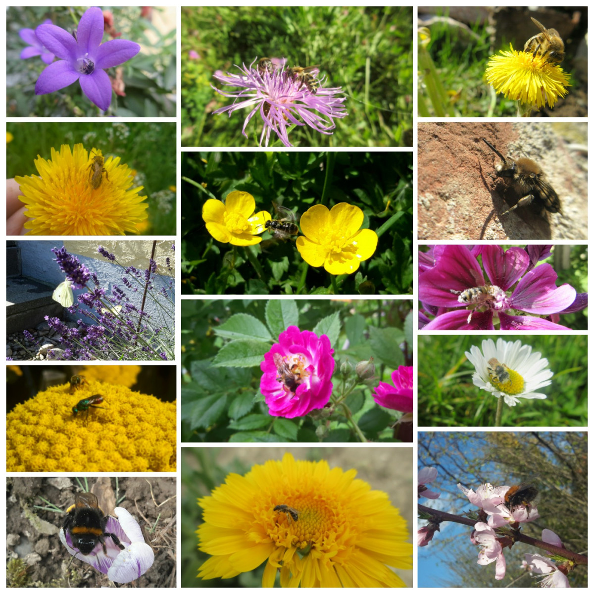 Heimische Blütenpflanzen für den Naturgarten