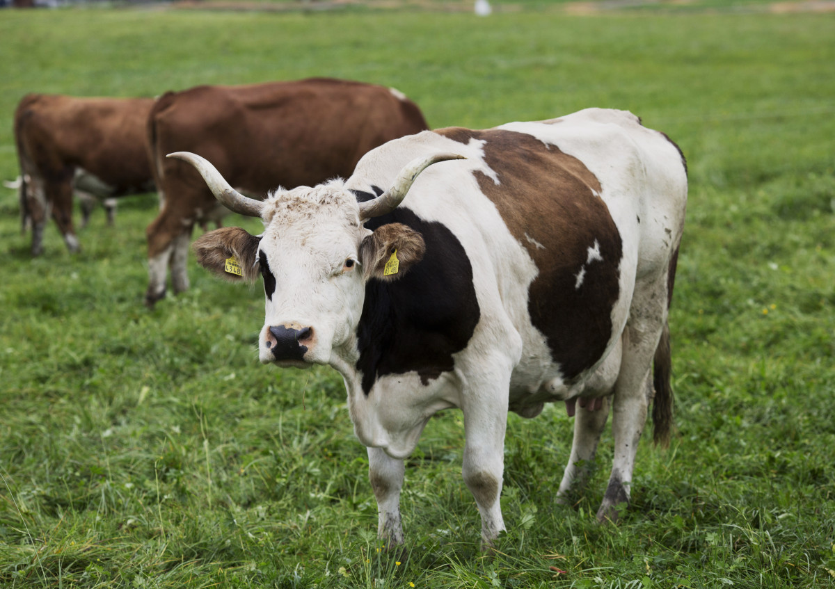 Rind auf der Weide