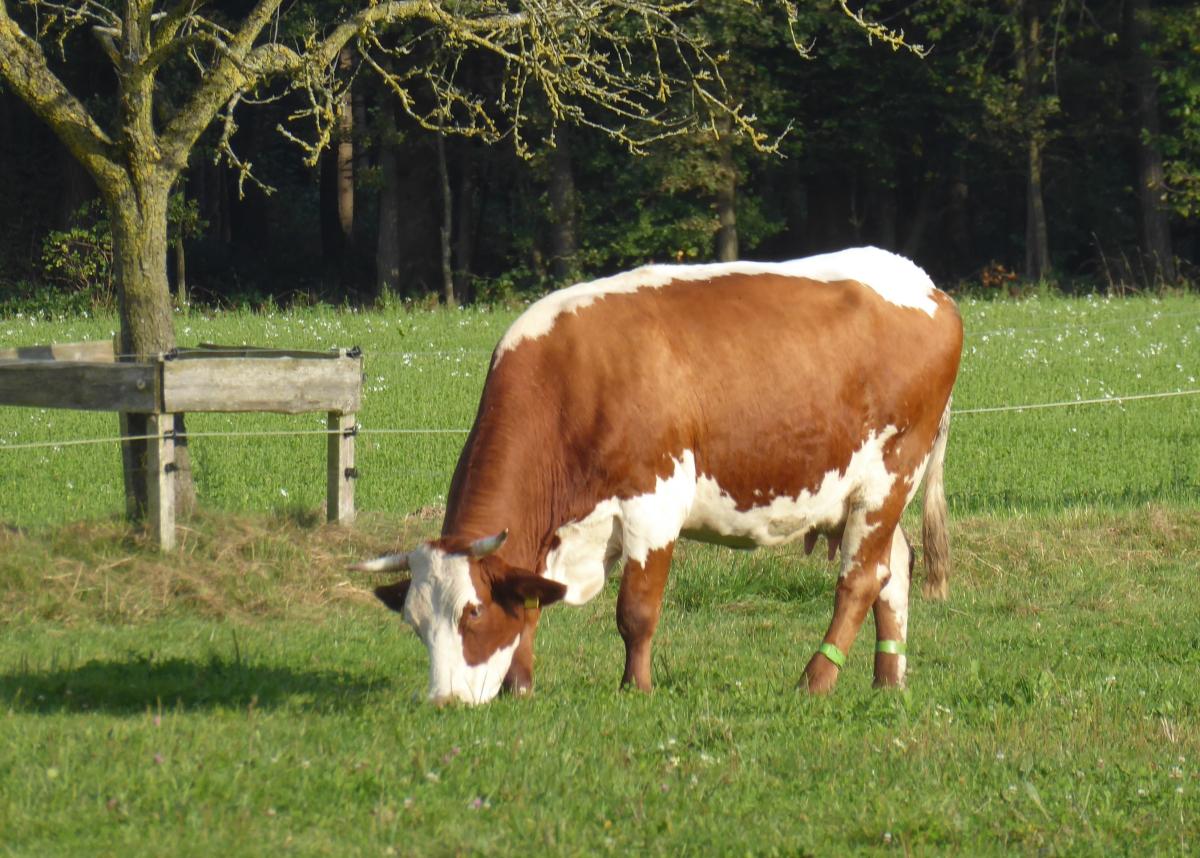 Kuh steht auf der Wiese