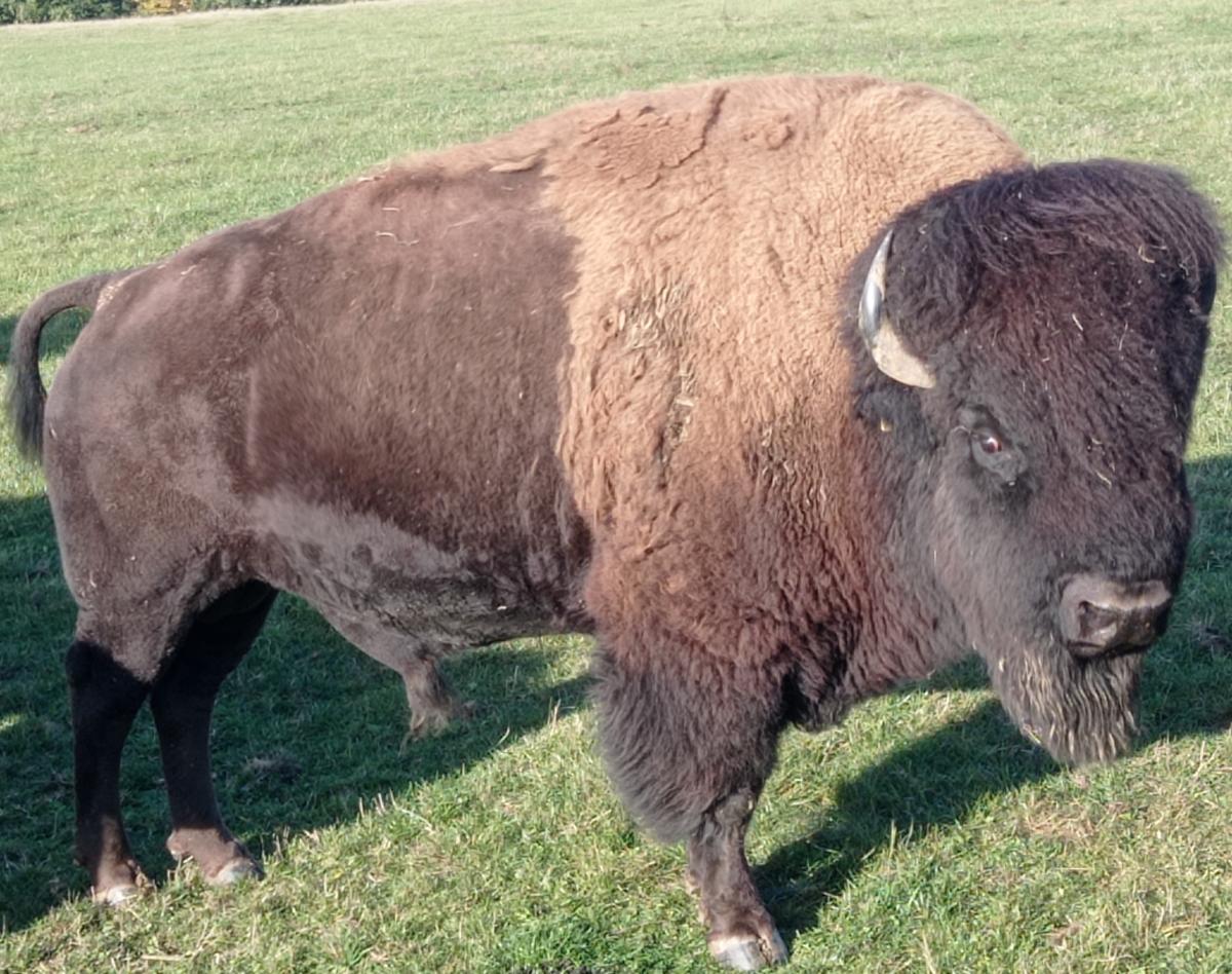 Bison auf der Weide