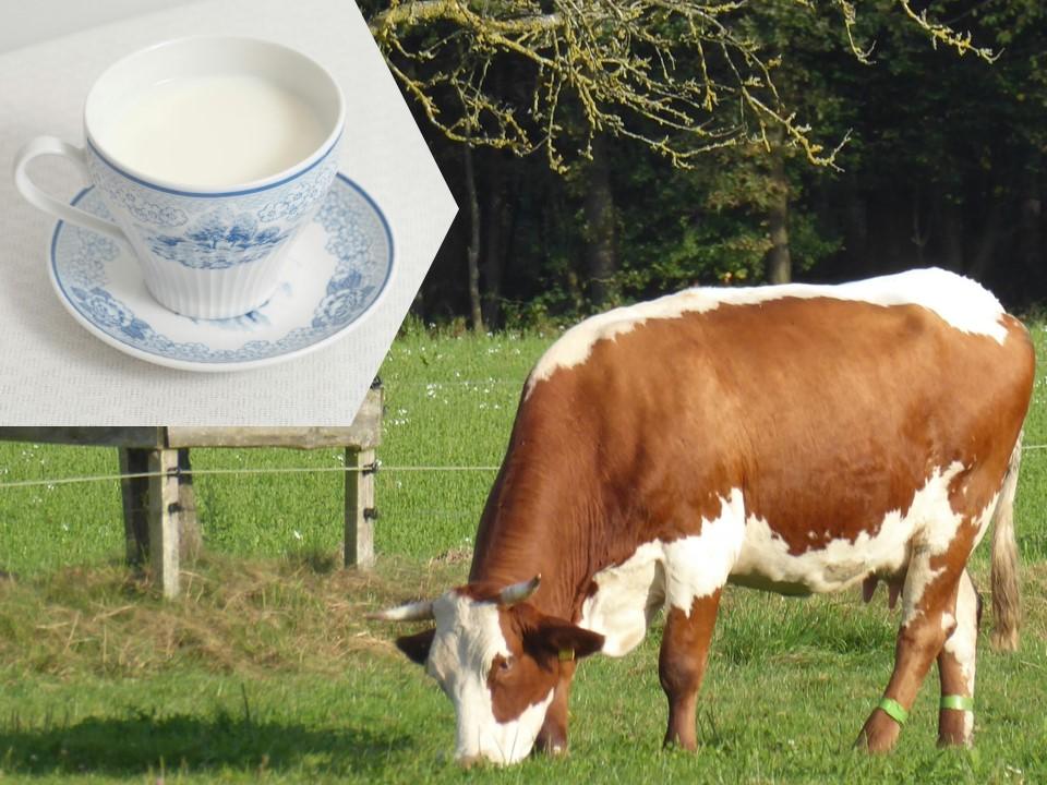 Kuh auf der Weide und Tasse mit Milch