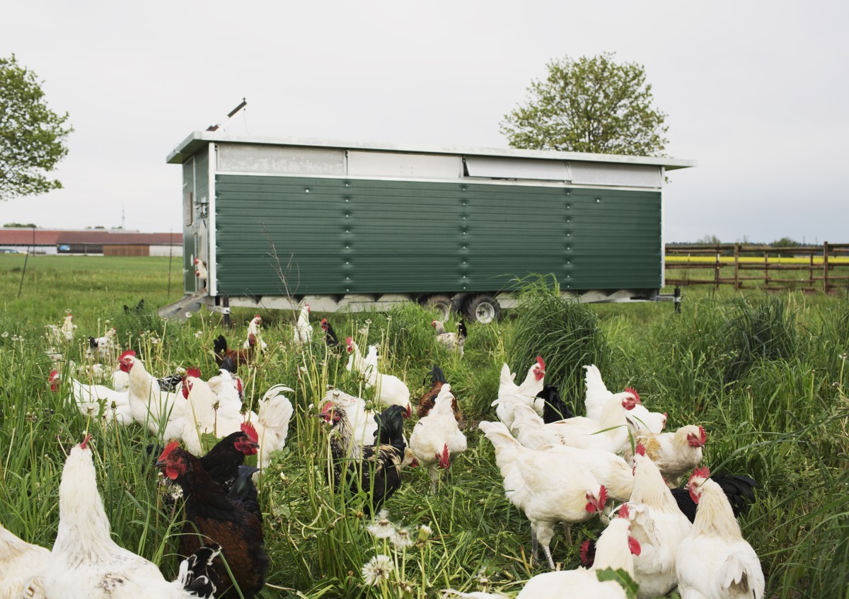 Das Foto zeigt einen Mobilstall auf einer Wiese mit mehreren Hühnern in der Umgebung.