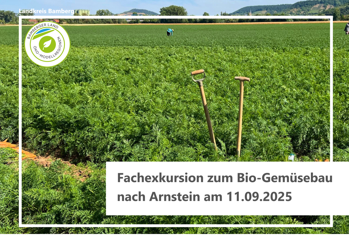 Möhrenfeld kurz vor der Ernte