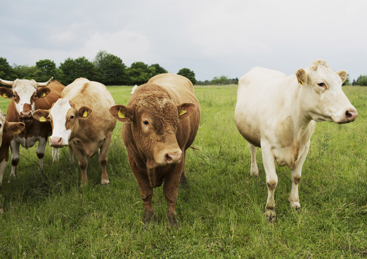 Die tierschonende Weideschlachtung gewinnt zunehmend an Bedeutung.