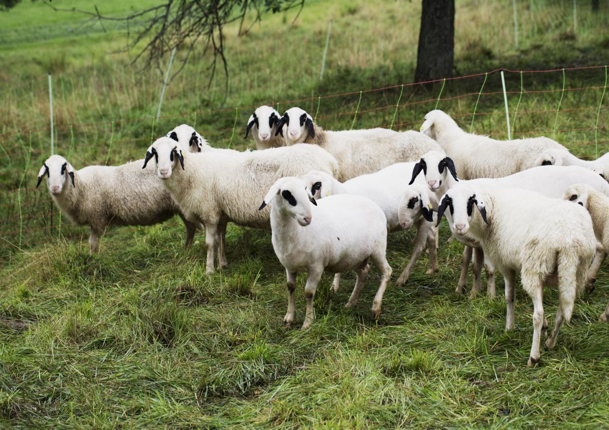 Weiße Schafe auf der Weide