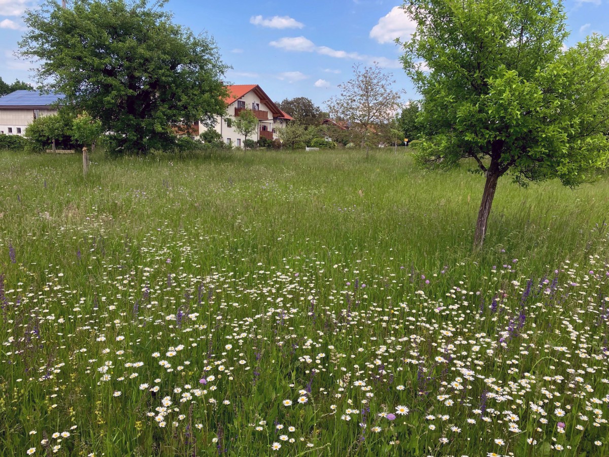 Artenreiche Salbei-Glatthaferwiese mit blühenden Margeriten und Wiesen-Salbei sowie Obstbäumen unterschiedlichen Alters auf dem Lapperanger.