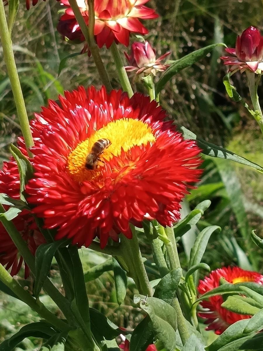 Ein Paradies für Wildbienen und Feldwespen