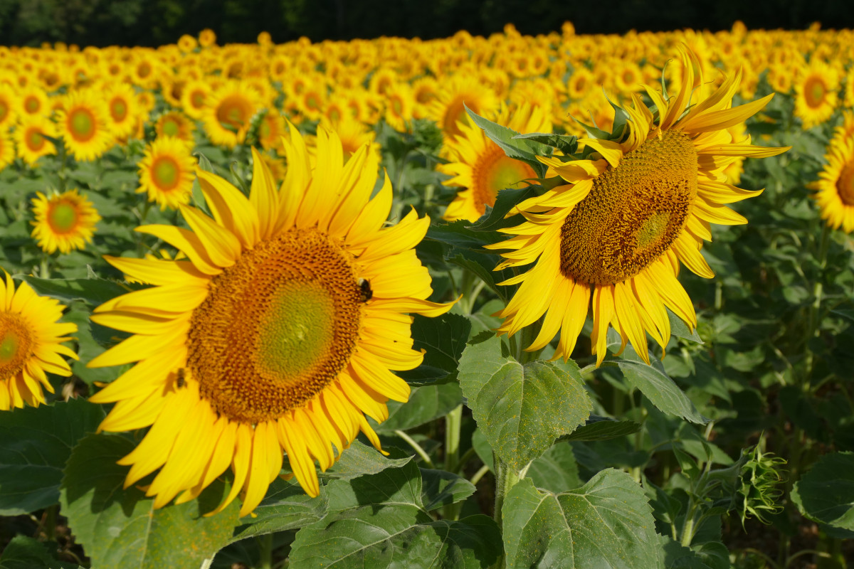 Sonnenblumenfelder im Oberen Werntal
