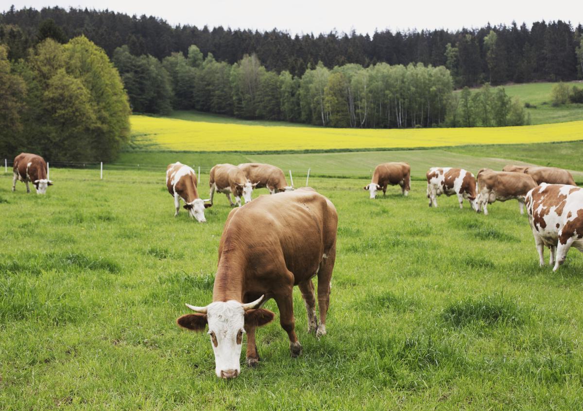 Erzeugergemeinschaft Öko-Rinder aus dem Steinwald w.V.